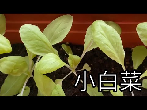 陽台種菜 - 第一次種小白菜記錄 - 可惜遇梅雨沒長好@@