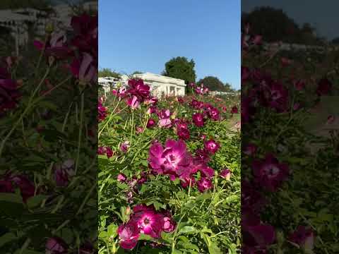 Music in the Rose Garden