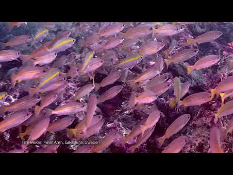 One Lined Snapper   Shoal   Thailand 2024