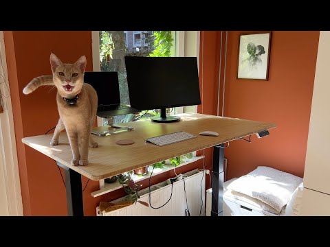 Sweetest boi gets an awesome standing desk - feat. FlexiSpot