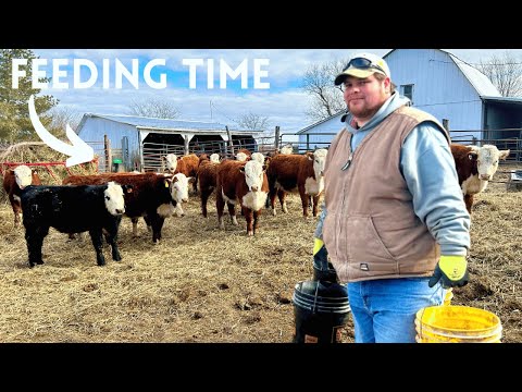 THOUSANDS of BUCKETS to get the cattle fed.