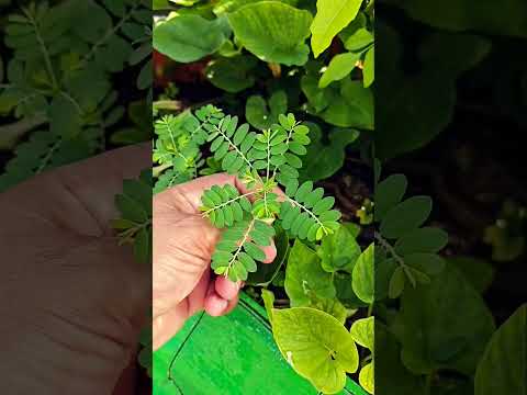 bhumi Amala||भूमि आंवला||#shorts #shortvideo #ytshorts #youtubeshorts #youtube #gardening