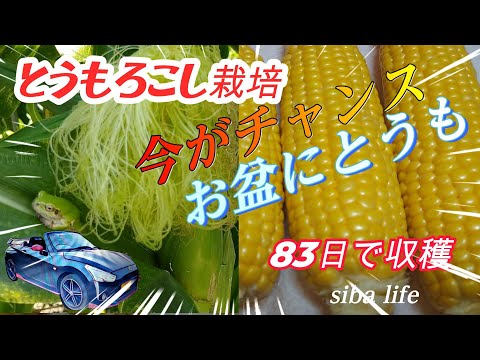 【お盆にとうもろこし・家庭菜園】今がチャンスの 育て方、種まき【ゴールドラッシュ】・甘い・美味しい　2024.5.25・ siba ライフ　 #育て方 #copen #栽培