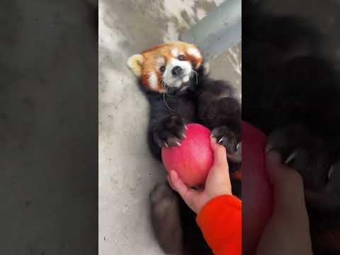 The red panda's way of rejecting apples is very special. Little panda Lulu