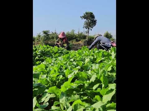 Grow Choy Sum in Just 20 Days with My Village Secrets! #choysum #vegetables #farming #agriculture