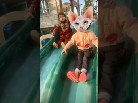 Cat baby sliding on slide funny baby animal videos