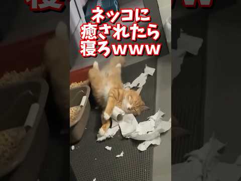 ネッコの動画で癒されたら寝ろｗｗｗ　#2ch #2chまとめ 動物スレ #2ch面白いスレ #動物 #犬 #猫 #癒やし #ねこ動画