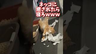 ネッコの動画で癒されたら寝ろｗｗｗ　#2ch #2chまとめ 動物スレ #2ch面白いスレ #動物 #犬 #猫 #癒やし #ねこ動画