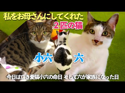 [子どものいない私をお母さんにしてくれた2匹の猫]今日は亡き愛猫「小六」の命日、そして生まれ変わりの様に背中に印を付けた猫「六」が家族になった日。初めて語る話も。