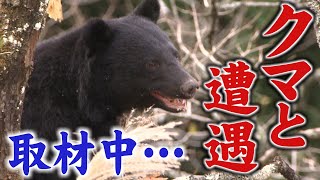 取材中…クマと遭遇　わなにかかった状態で(2023年11月6日)