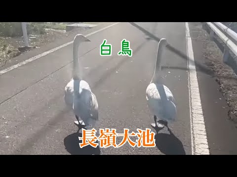 白鳥の飛来をみに行ったら、いつもの５匹しかいませんでした　【新潟県　長嶺大池】【２０２４年１１月０４日】【白鳥めぐり】