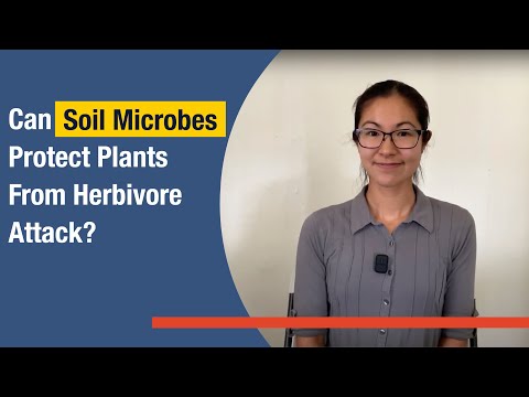 Can Soil Microbes Protect Plants from Herbivore Attack?