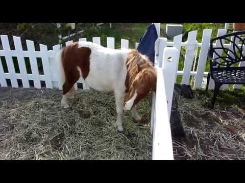 体がとってもかゆい　門別競馬場のマキちゃん