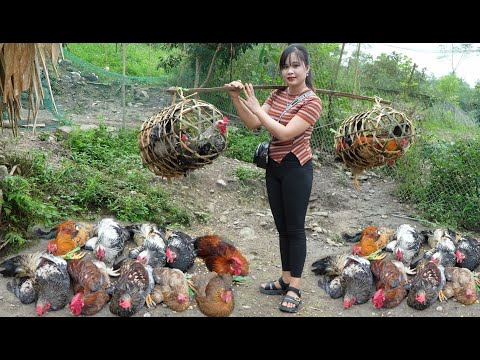 Bring chickens from the mountains to the market to sell, bathe pets and clean cages