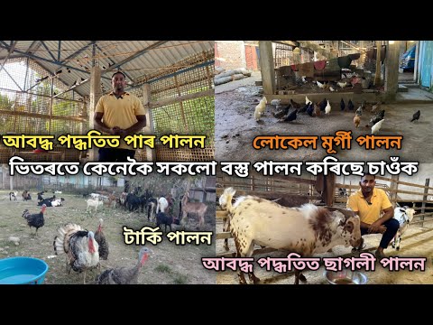 ঘৰৰ ভিতৰতে কেনেকৈ সকলো বস্তু পালন কৰিছে চাওঁক ?Farming Business Ideas |Pigeon Farming In Assam