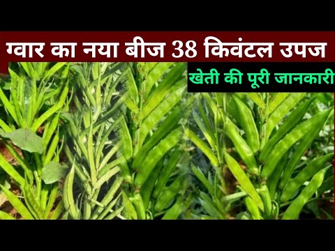 ग्वार की खेती कैसे करें। gwar ki kheti। gwar ki kheti kaise karen। how to do cluster bean farming