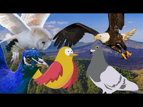 Flying Animals in the World - owl hawk dove peacock sparrow - Animal Sounds