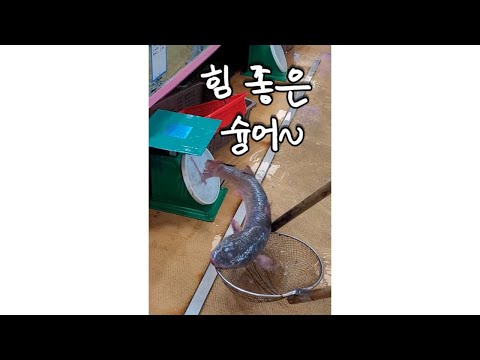 힘 좋은 숭어(노량진수산시장) #Shorts