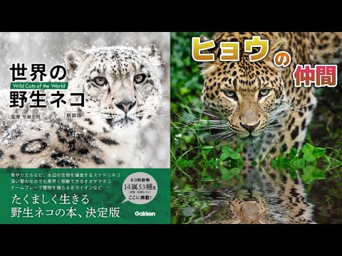 【野生ネコ】ヒョウの仲間