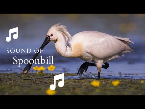 👉 S29  Spoonbill ( Platalea leucorodia ) | Lopătar