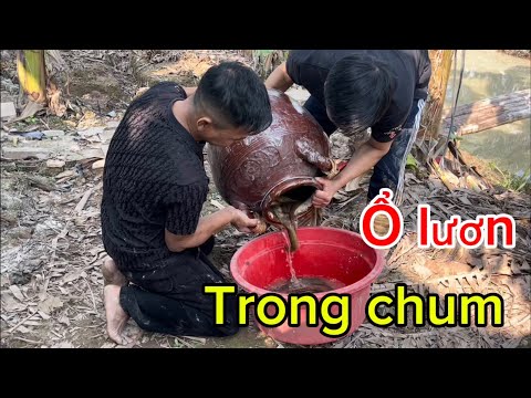 Công nghệ mới bắt lươn Trạch bằng chum #săn bắt giải trí