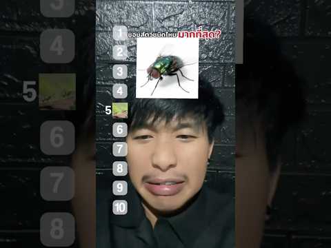 ชอบสัตว์ชนิดไหนมากที่สุด⁉️ #animals #insects #challenge #choose #ฝากติดตาม #มิสเตอร์แมน #funny