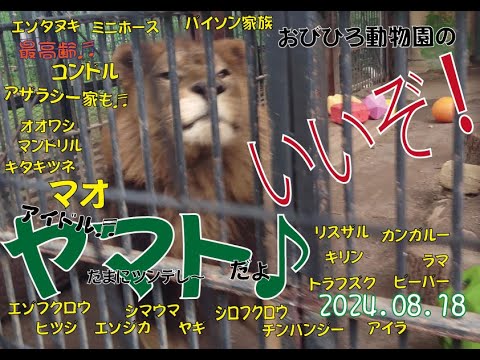 おびひろ動物園　　ペースを取り戻してきたアイドルライオンのヤマトとマオ・ジャック・バイソン一家・アザラシ家族などなど多くの可愛い仲間たち♬2024年8月18日日曜日♬