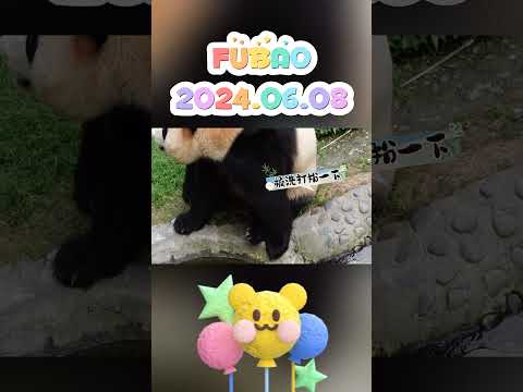 FUBAO，2024.06.08 #panda #animals #fubao #pets #funny #cute