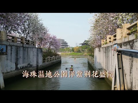 鲜花盛开的海珠湿地公园