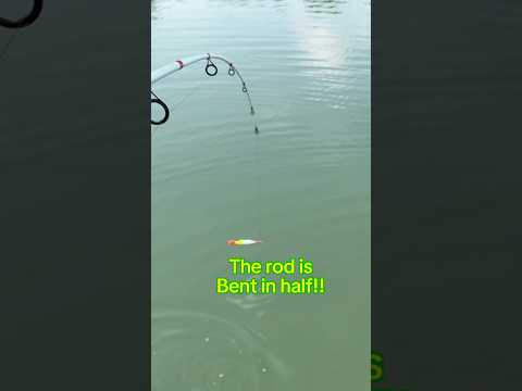 You WON’T Believe WHAT Bends The Rod In HALF!! 🎣 #shorts #fishing