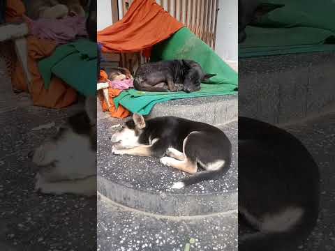 Puppies and mother dogs in temple #dogismylife #straydoglove #strayanimals #straydogslife