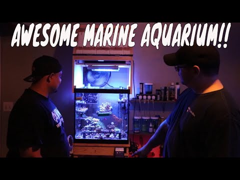 Marine aquarium part2