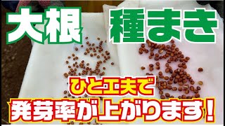 大根種まき【無農薬】【化学肥料なし】【ボカシ】【大根】【種まき】