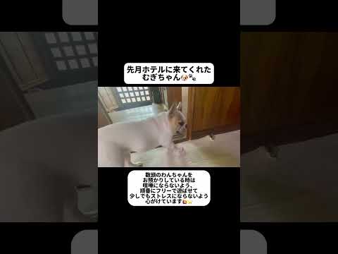 【ペットホテル】フレンチブルドッグのむぎちゃん🐶🎀　〜お預かり中の様子〜