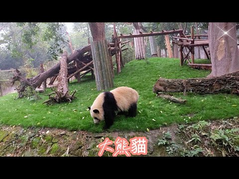 世界著名的大熊猫遷地保護基地[成都大熊猫繁育研究基地]及世界灌溉工程遺產[都江堰]