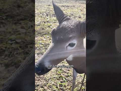 Why choose a doe decoy over a buck?