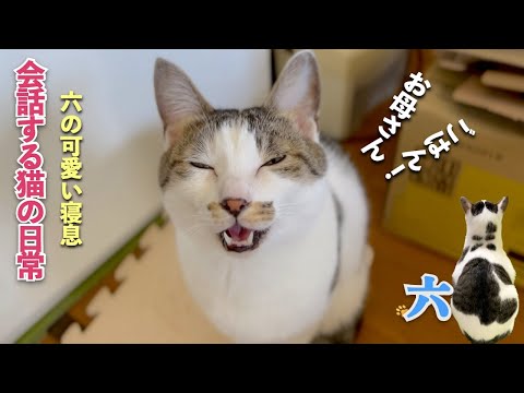 [猫と親子の様な日常] 呼んだら来る猫 | 家政婦は見た | 猫と会話 | かわいい猫の寝息 | [生まれ変わりの猫] 六 (Roku)