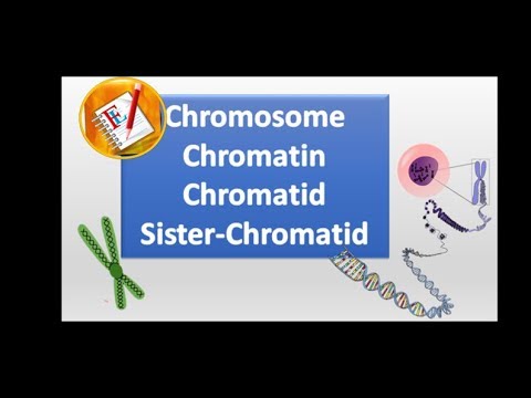 Chromosomes, chromatin, chromatid and sister chromatid