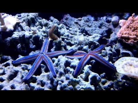 Blue and Red Linkia Starfish