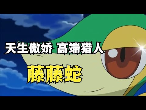 天生傲嬌，高端獵人—「合眾大姐大」藤藤蛇！