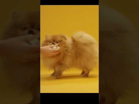 Dog short videos | dog playing #puppy #cutedog #shorts #dogs