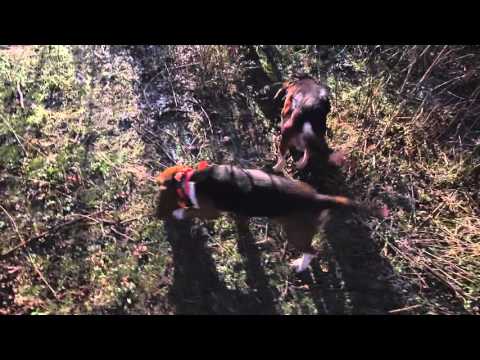 Beagles Running Rabbits -- Gun Dog Supply's Steve Mitchell Training Rabbit Dogs