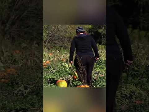 When Pumpkin Picking Turns Spooky!