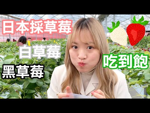 日本採草莓吃到飽能吃幾顆？白草莓黑草莓種類超多！還有大碗烏龍麵跟神秘遊樂場