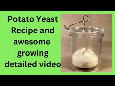 Potato Yeast Recipe and awesome growing detailed video