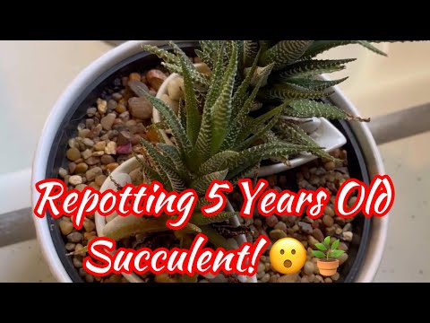 Repotting 5 Years Old Succulent! Hoping it will grow back good! | Repotting Succulents | Jin Moore