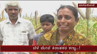 Bagalkote: Miscreants destroy a crop by spraying a chemical , farmers in tears