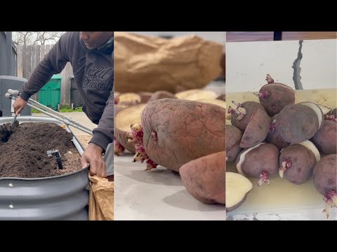 Planting Spring Potatoes | Chitting Potatoes | GLOG 17