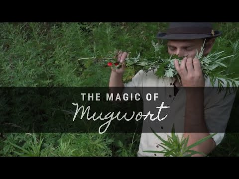 The Magic of Mugwort