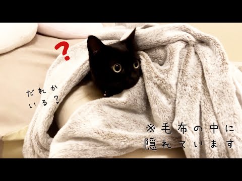 突然の訪問者にびっくりして毛布の中に隠れる黒猫